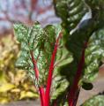 IMG_1056 red and green leaf